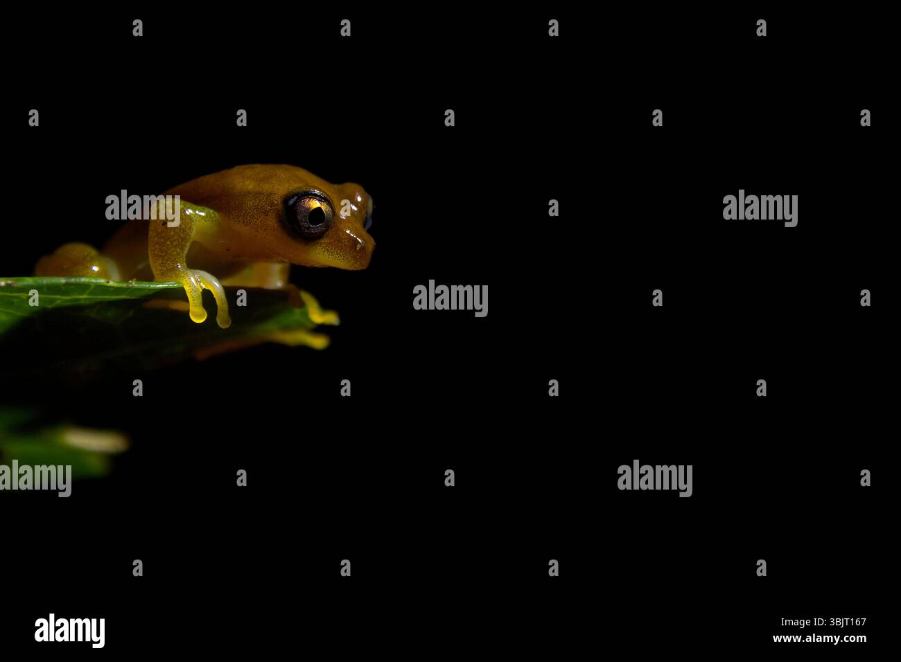 Heterixalus luteostriatus arroccato su una foglia nel Parco nazionale Sahamalaza-Iles, Madagascar nord-occidentale Foto Stock