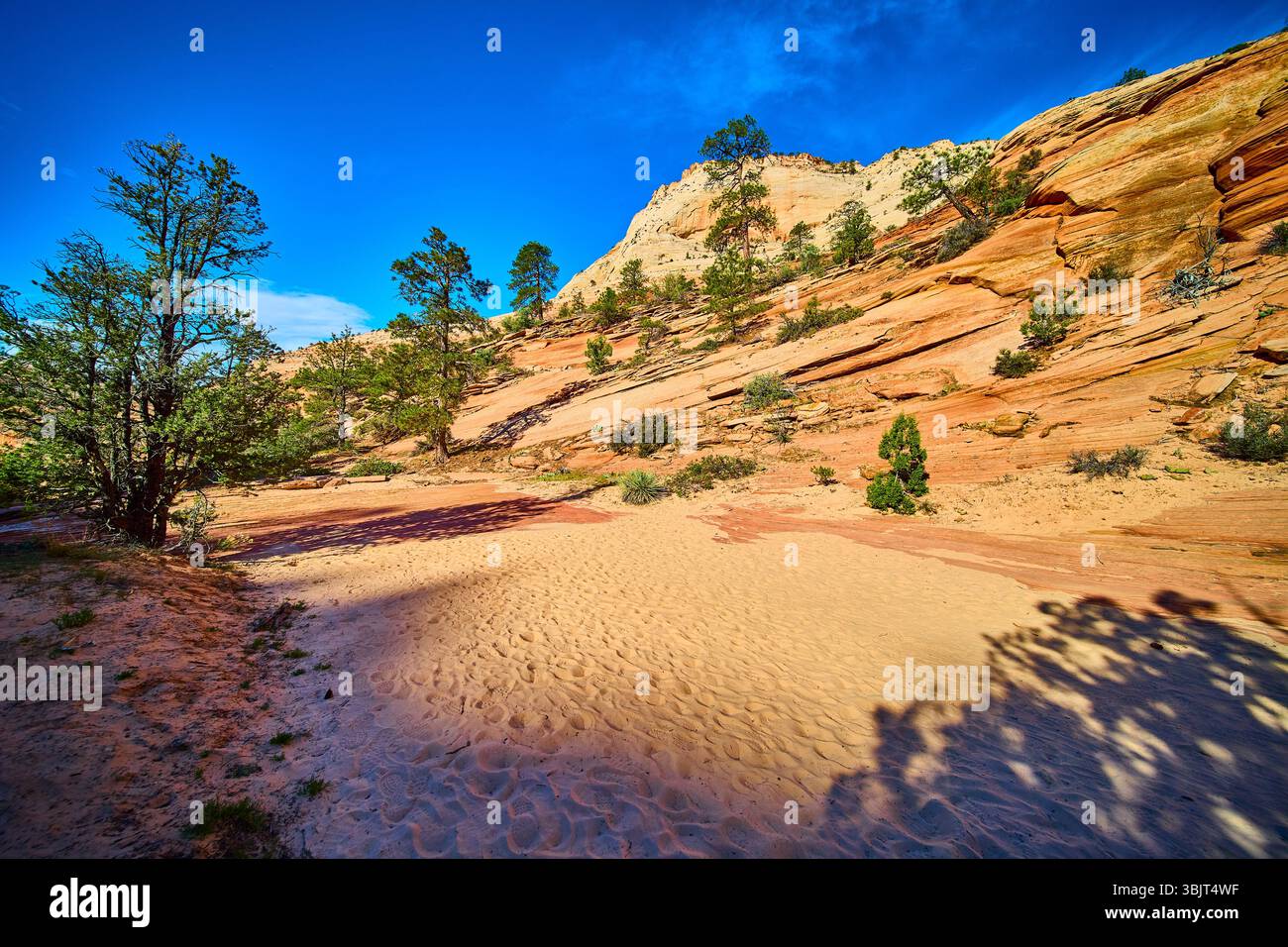 Sandstone Hills e Pine Trees Over Rippling Desert Sand Eye Level Perspective Foto Stock