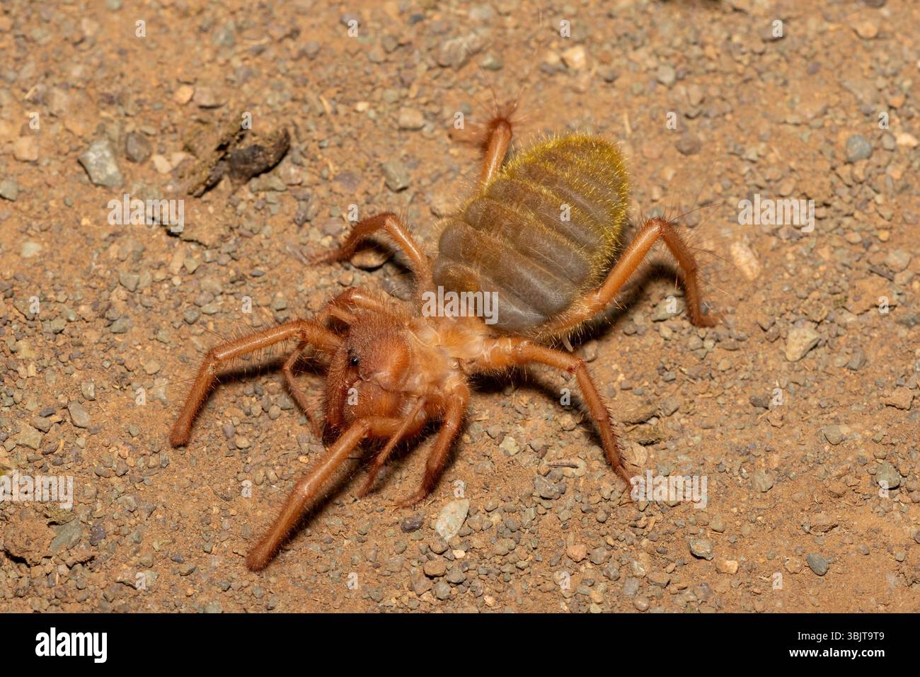 Primo piano di un bellissimo solifuge a gambe rosse (Solpugema sp) in cerca di cibo nella natura selvaggia del Capo Orientale, in Sudafrica Foto Stock