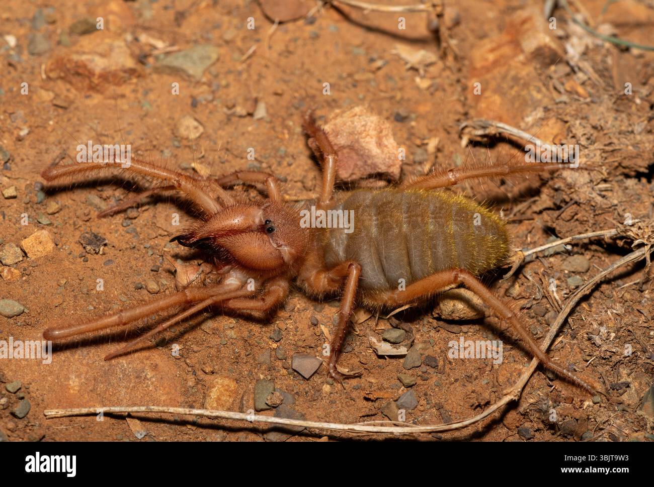Primo piano di un bellissimo solifuge a gambe rosse (Solpugema sp) in cerca di cibo nella natura selvaggia del Capo Orientale, in Sudafrica Foto Stock