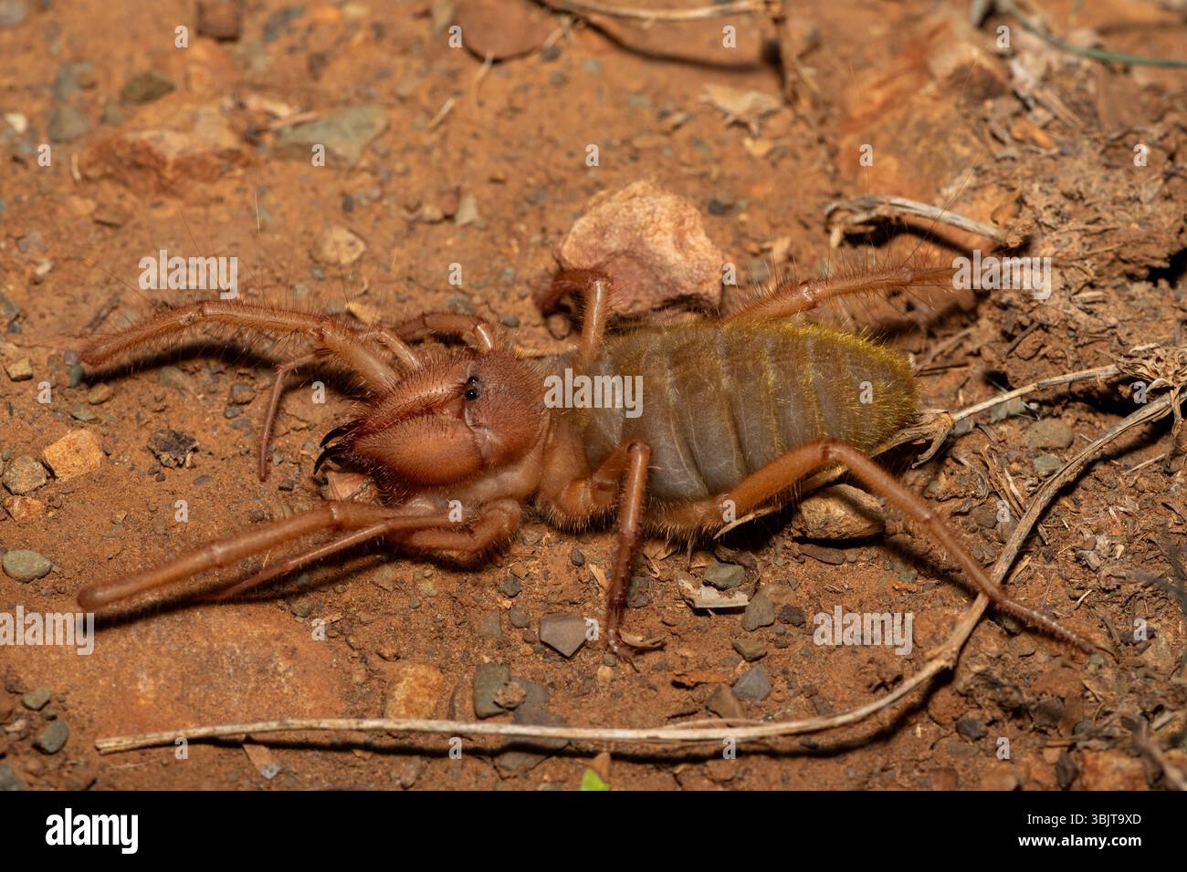 Primo piano di un bellissimo solifuge a gambe rosse (Solpugema sp) in cerca di cibo nella natura selvaggia del Capo Orientale, in Sudafrica Foto Stock