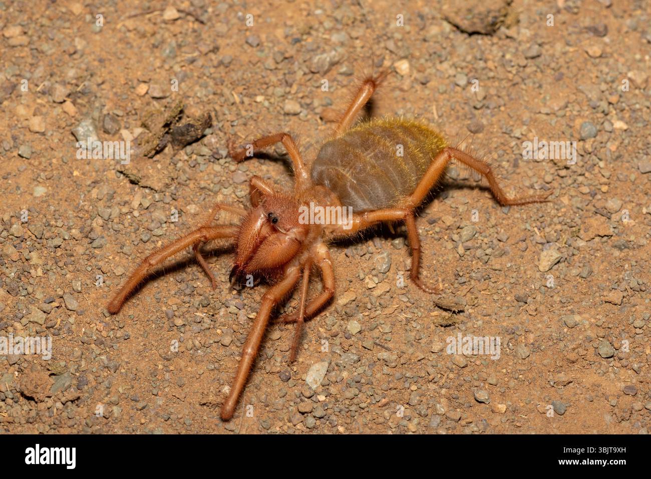 Primo piano di un bellissimo solifuge a gambe rosse (Solpugema sp) in cerca di cibo nella natura selvaggia del Capo Orientale, in Sudafrica Foto Stock