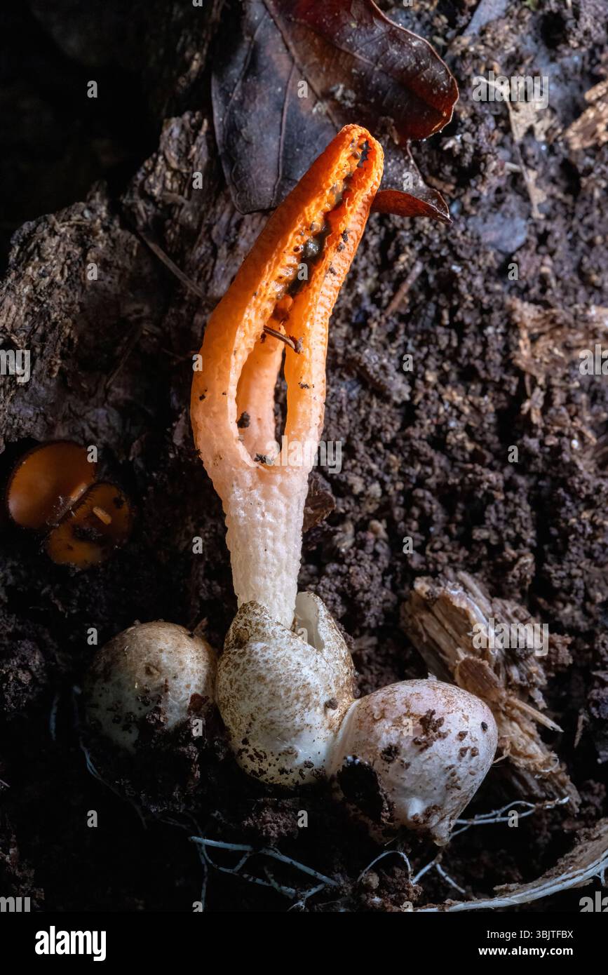 Funghi Stinky Squid (Pseudocolus fusiformis) - Brevard, North Carolina, USA Foto Stock