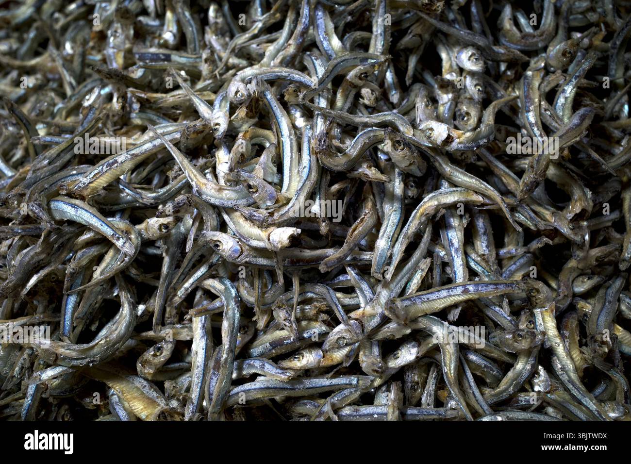 Acciughe essiccate scientificamente note come Stolephorus indicus, pesce salato al mercato tradizionale di Batam, Indonesia. Foto Stock