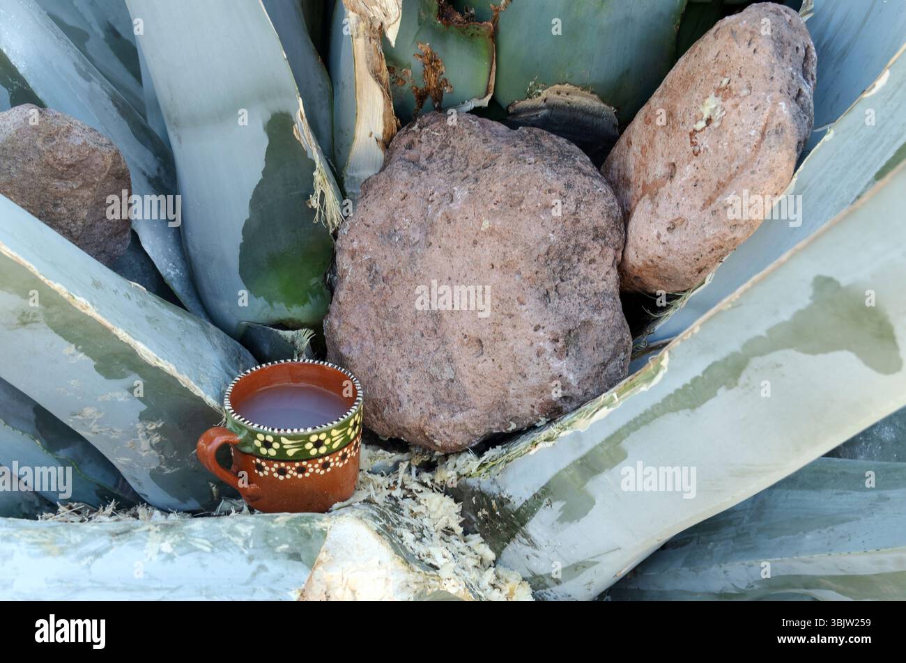 In un'area rurale del Messico, un maturo mapisaga di Agave si trova con il suo taglio superiore, rivelando una cavità piena di sap. Questo sap verrà presto trasformato in Foto Stock