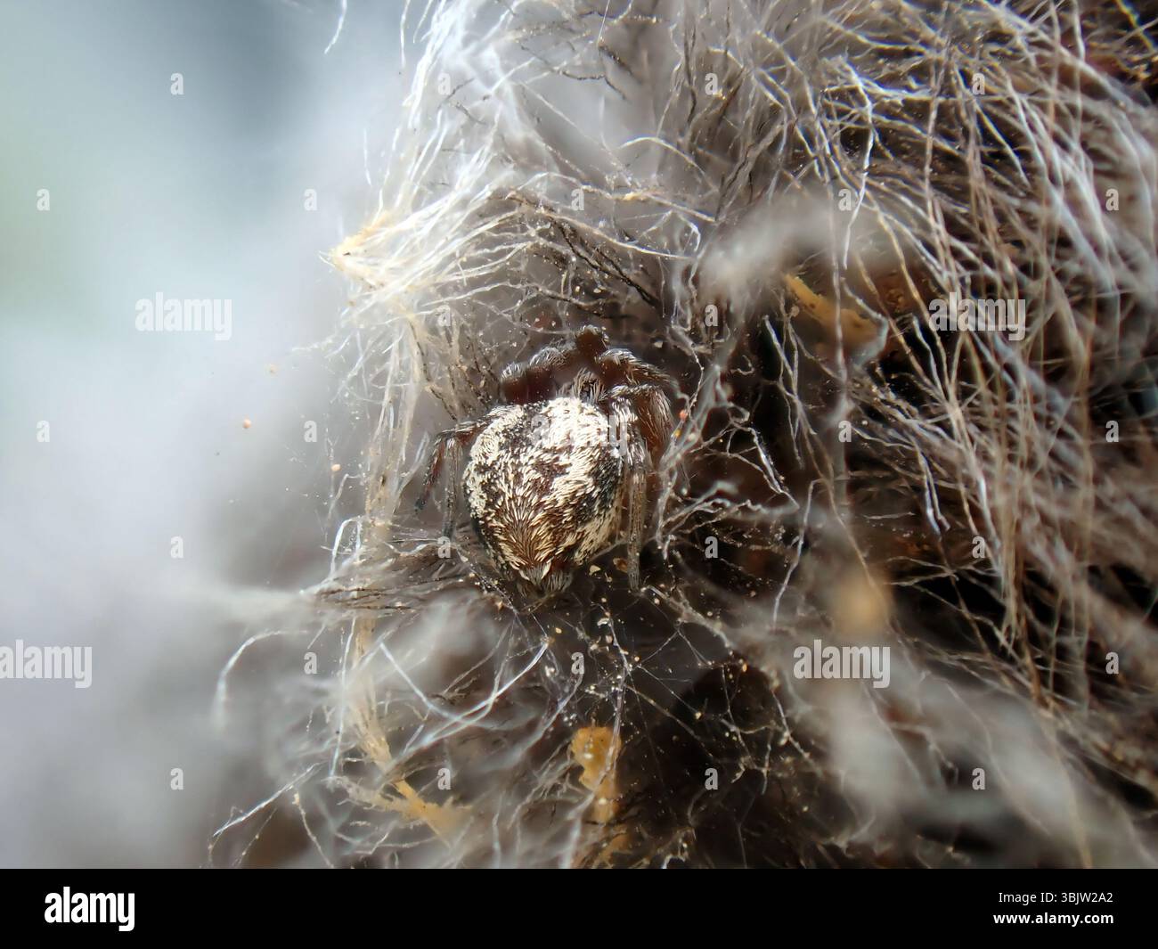 Un ragno è intrecciato in modo complesso in un nido fatto di fibre fini nel suo ambiente naturale. Lo scatto ravvicinato mette in evidenza i motivi unici del ragno e. Foto Stock