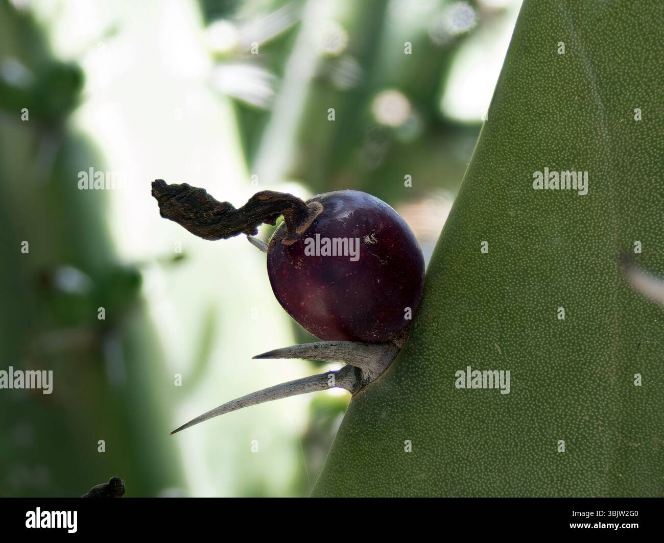 Un frutto Garambullo maturo, caratterizzato dalla sua tonalità viola scura, si aggrappa a un cactus geometrizans. Circondato dalle braccia verdi e carnose di Foto Stock