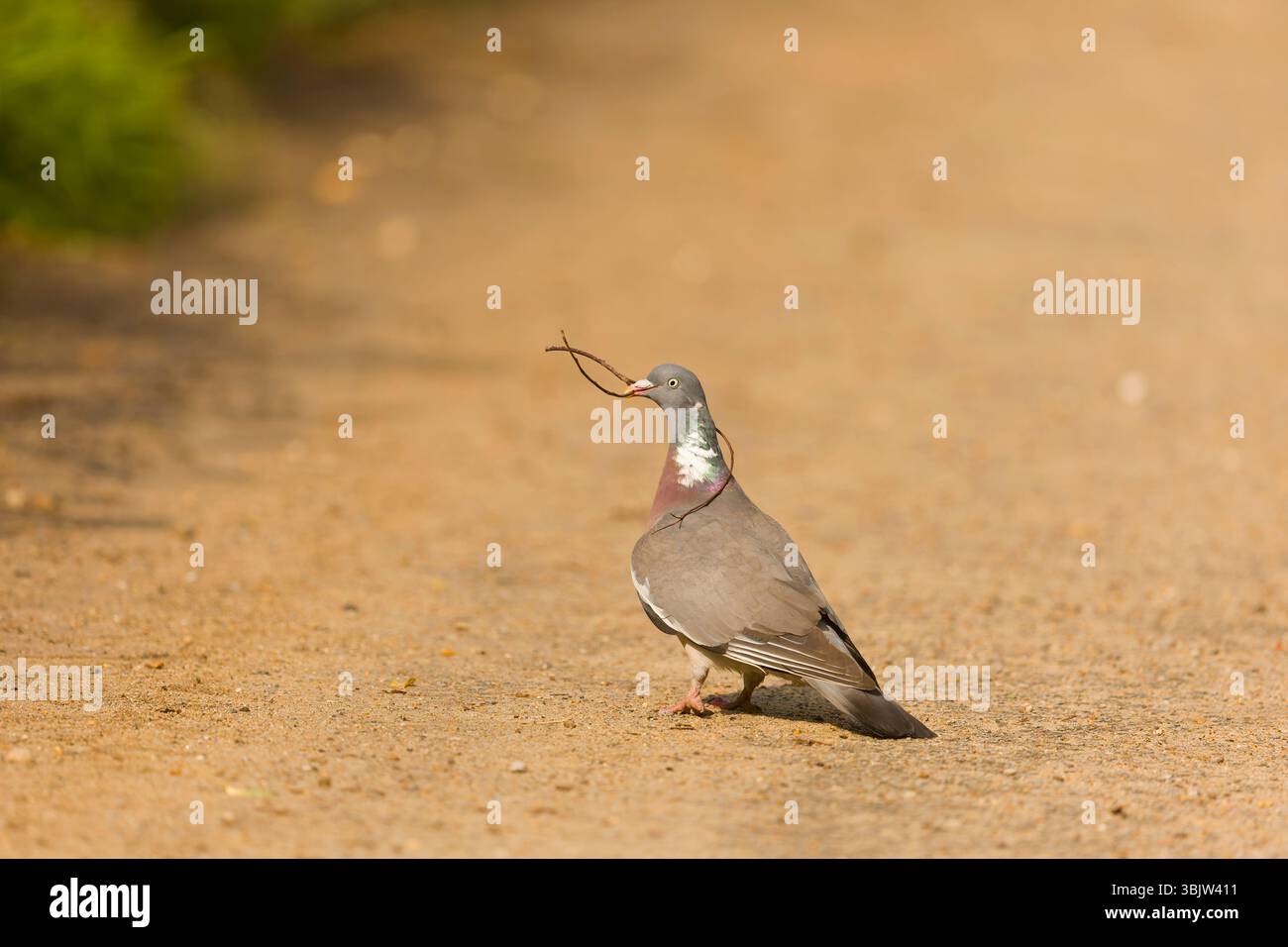 Palumbus Woodpigeon Columba, adulto in piedi a terra con materiale nido in becco, Suffolk, Inghilterra, giugno Foto Stock