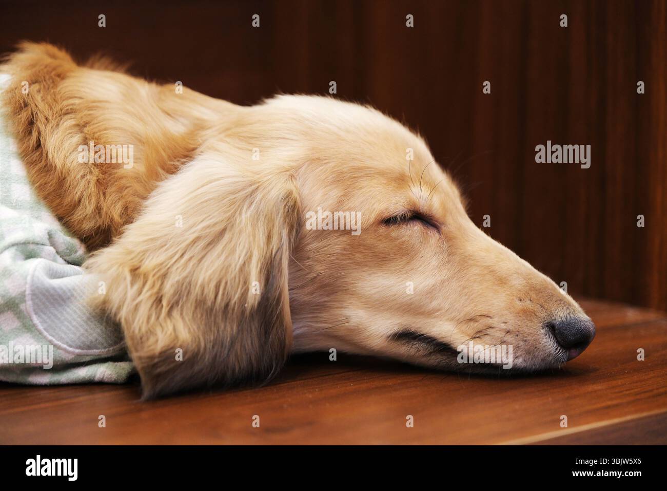 primo piano cucciolo di cane addormentato sdraiato sul profilo laterale della testa Foto Stock