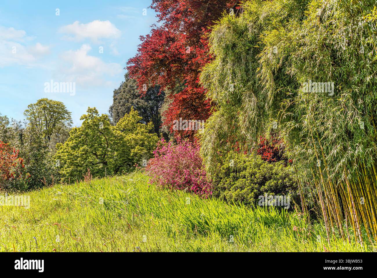 Bambù subtropicale giardino al centro del giardino Trebah, Cornwall, Regno Unito Foto Stock