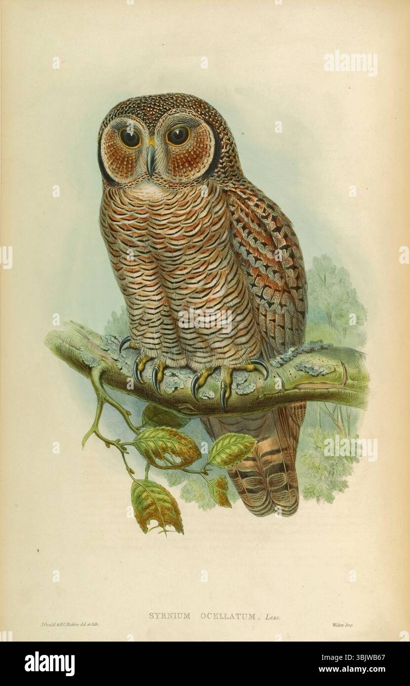 Il gufo di legno macchiato (Strix ocellata qui come gufo di legno macchiato Syrnium ocellatum) è una specie di grande gufo che si trova in India e Nepal. Si trovano in giardini e sottili foreste decidue adiacenti a foreste di spine secche o terreni agricoli. Da Birds of Asia di John Gould volume i pubblicato nel 1850 le tavole furono illustrate e litografate da Gould, William Matthew Hart, H. C. Richter e Joseph Wolf, e stampate da Hullmandel e Walton Foto Stock