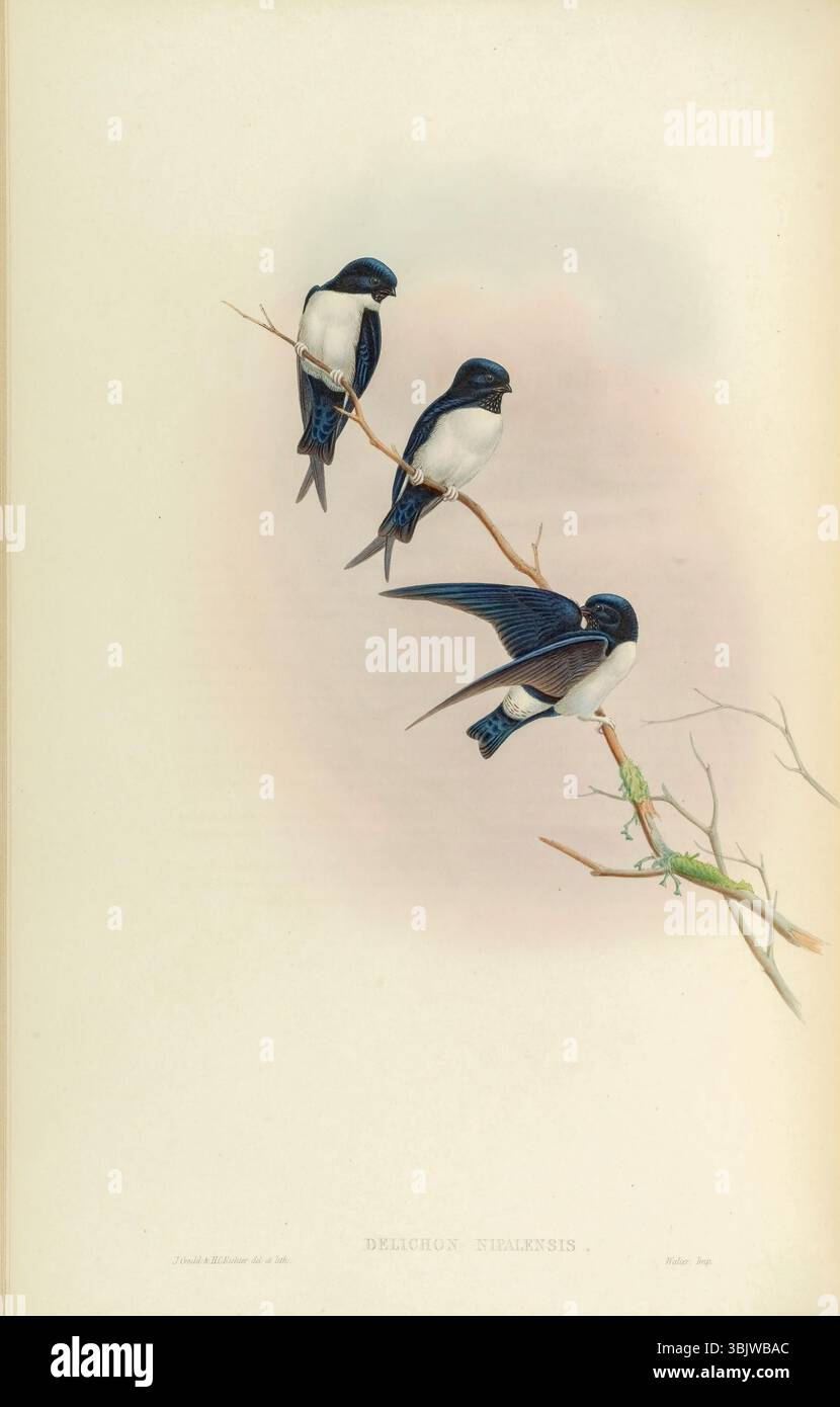 La casa del Nepal martin (qui come Nepal Martin-Swallow Delichon nipalense) è un passerino non migratorio della famiglia delle rondine Hirundinidae. Illustrazione da Birds of Asia di John Gould volume i pubblicata nel 1850 le tavole furono illustrate e litografate da Gould, William Matthew Hart, H. C. Richter e Joseph Wolf, e stampate da Hullmandel e Walton Foto Stock