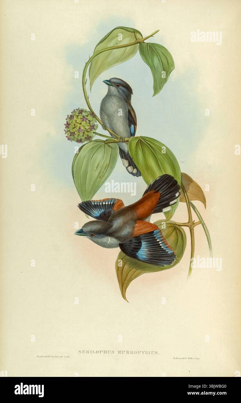 Il bordino grigio (Serilophus rubropygius qui come Eurylaime a dorso rosso) è una specie di uccello della famiglia delle bordate, Eurylaimidae. Si trova in Bangladesh, India, Bhutan e Myanmar.[2] in precedenza era stato trovato anche in Nepal, ma ora è probabilmente estinto lì. Illustrazione da " Birds of Asia " di John Gould volume i pubblicato nel 1850 le tavole sono state illustrate e litografate da Gould, William Matthew Hart, H. C. Richter e Joseph Wolf, e stampate da Hullmandel e Walton Foto Stock