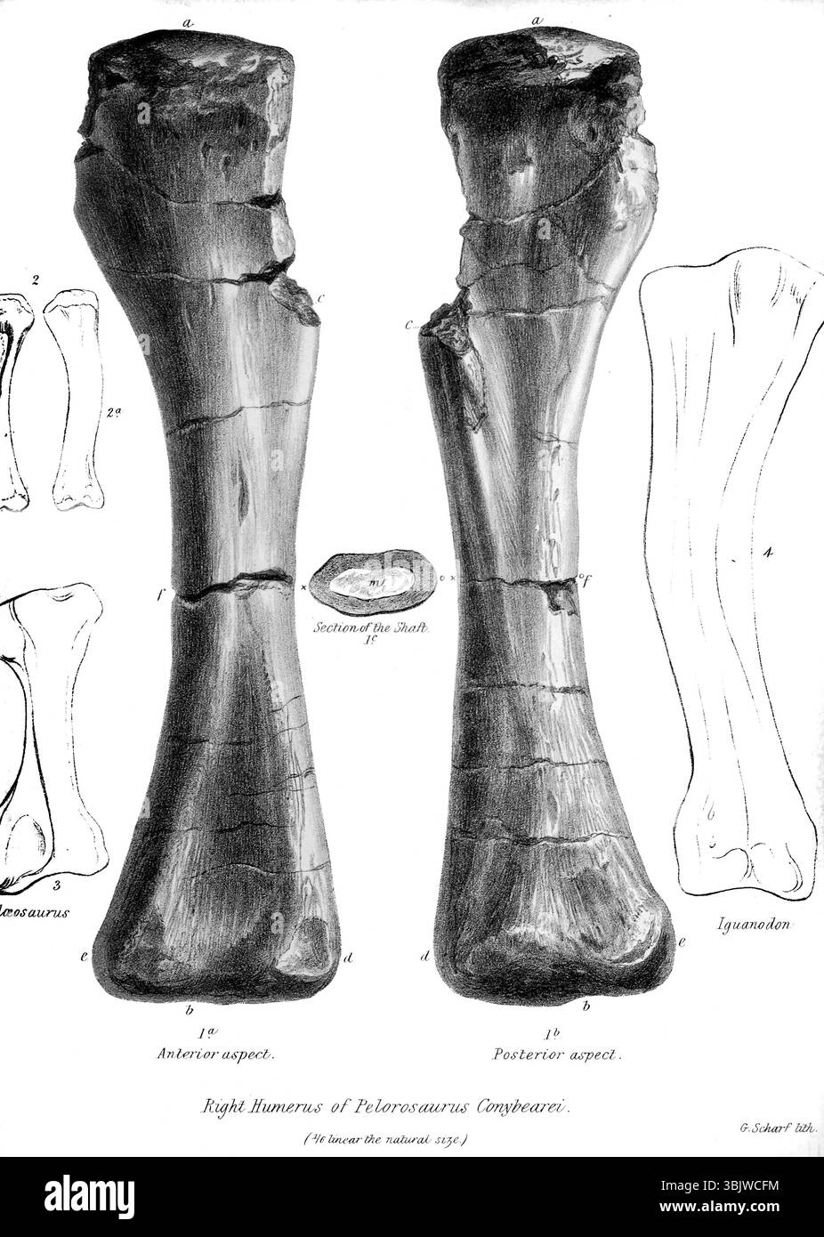Humerus destro di Pelorosaurus conybearei da ' On the pelorosaurus : un rettile terrestre gigantesco non descritto i cui resti sono associati a quelli degli iguanodon e di altri sauriani negli strati della foresta di Tilgate, nel Sussex ' di Mantell, Gideon Algernon, 1790-1852; il Royal College of Surgeons of England pubblicò 1850 Pelorosaurus (che significa 'lucertola mostruosa') è un genere di dinosauri. I resti di Pelorosaurus risalgono al Cretaceo inferiore, circa 140–125 milioni di anni fa, e sono stati ritrovati in Inghilterra e Portogallo. Thomas Holtz ha stimato il suo lengt Foto Stock