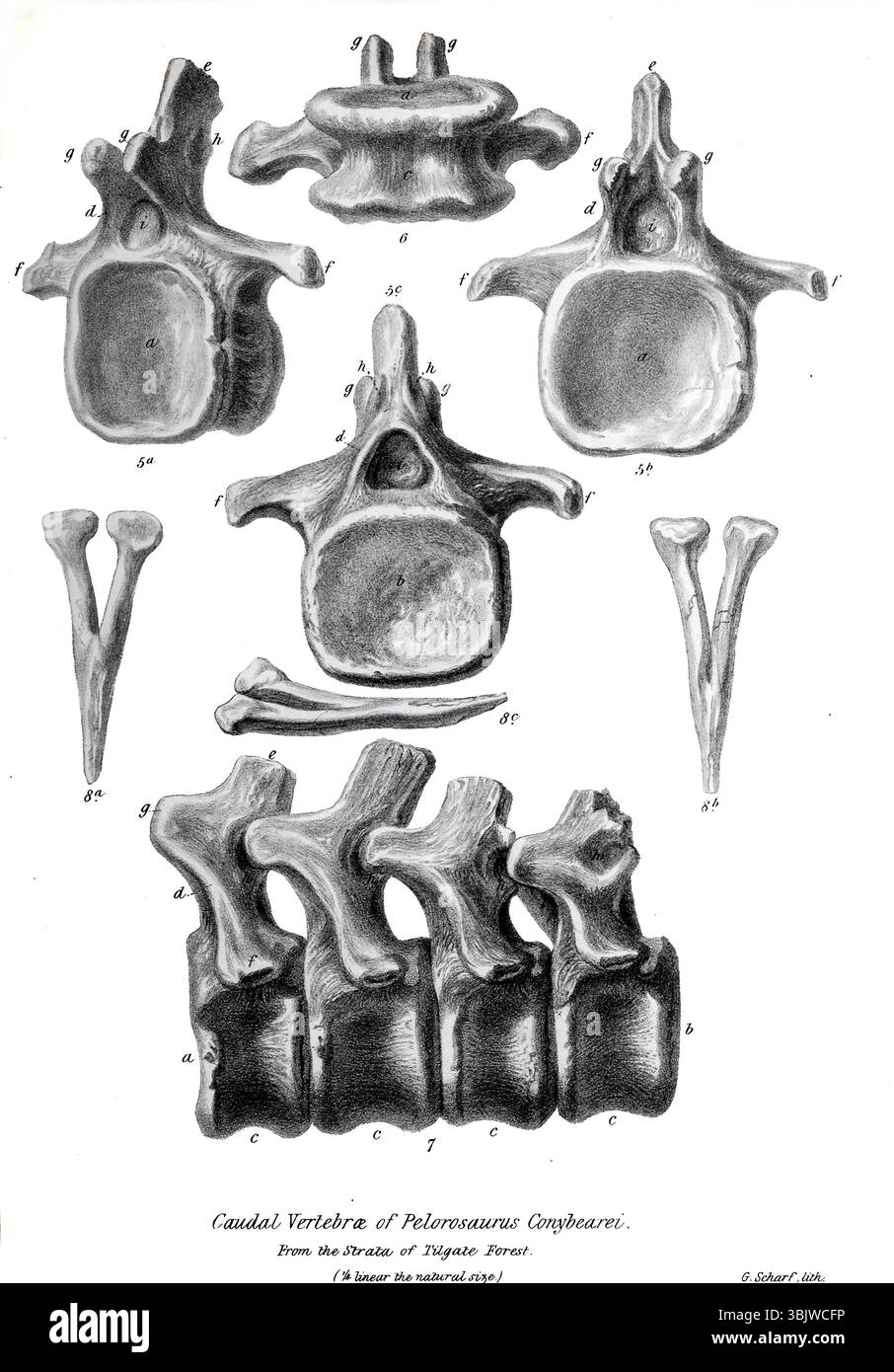 Vertebrae caudale, di Pelorosaurus conybearei dalla Strata of Tilgate Forest da " On the pelorosaurus : un rettile terrestre gigantesco non descritto i cui resti sono associati a quelli dell'iguanodon e di altri sauriani negli strati della foresta di Tilgate, nel Sussex" di Mantell, Gideon Algernon, 1790-1852; il Royal College of Surgeons of England pubblicò 1850 Pelorosaurus Pelorosaurus (che significa "dinosauro gigante"). I resti di Pelorosaurus risalgono al Cretaceo inferiore, circa 140–125 milioni di anni fa, e sono stati ritrovati in Inghilterra e Port Foto Stock