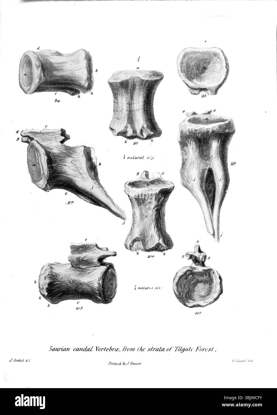 Saurian Caudal Vertebrae, dalla Strata of Tilgate Forest da " On the pelorosaurus : an undescribed gigantesco rettile terrestre i cui resti sono associati a quelli dell'iguanodon e di altri sauriani negli strati della foresta di Tilgate, in Sussex " di Mantell, Gideon Algernon, 1790-1852; Royal College of Surgeons of England pubblicò 1850 Pelorosaurus (che significa 'mostro lucertola di dinosauri') è un riosauro. I resti di Pelorosaurus risalgono al Cretaceo inferiore, circa 140–125 milioni di anni fa, e sono stati ritrovati in Inghilterra e Portogallo. Thomas Holtz Foto Stock