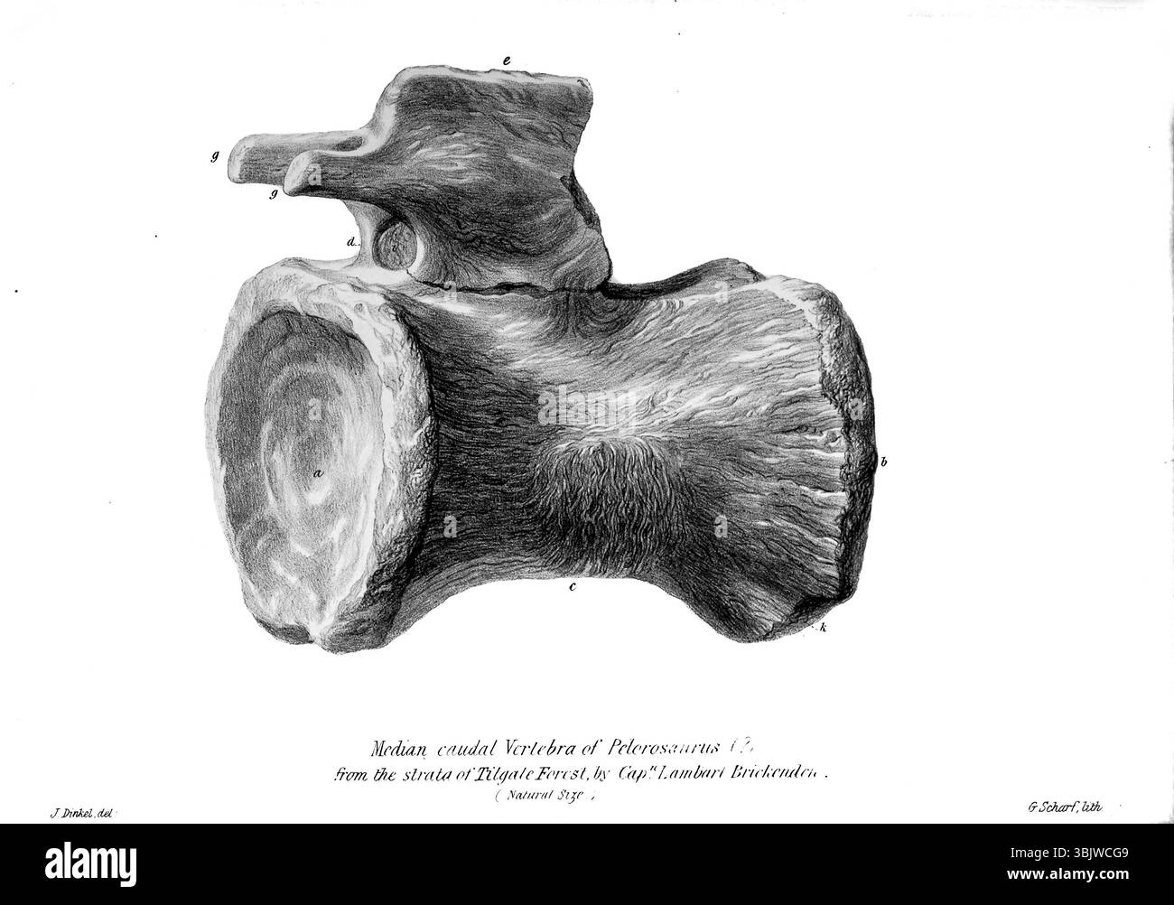 Vertebra caudale mediana di Pelorosaurus dalla Strata of Tilgate Forest da " On the pelorosaurus : An undescribed gigantesco rettile terrestre i cui resti sono associati a quelli dell'iguanodon e di altri sauriani negli strati della foresta di Tilgate, nel Sussex " di Mantell, Gideon Algernon, 1790-1852; Royal College of Surgeons of England pubblicò 1850 Pelorosaurus (che significa 'titanosaurus', un riosaurus di dinosauri). I resti di Pelorosaurus risalgono al Cretaceo inferiore, circa 140–125 milioni di anni fa, e sono stati ritrovati in Inghilterra e Portogallo. Foto Stock