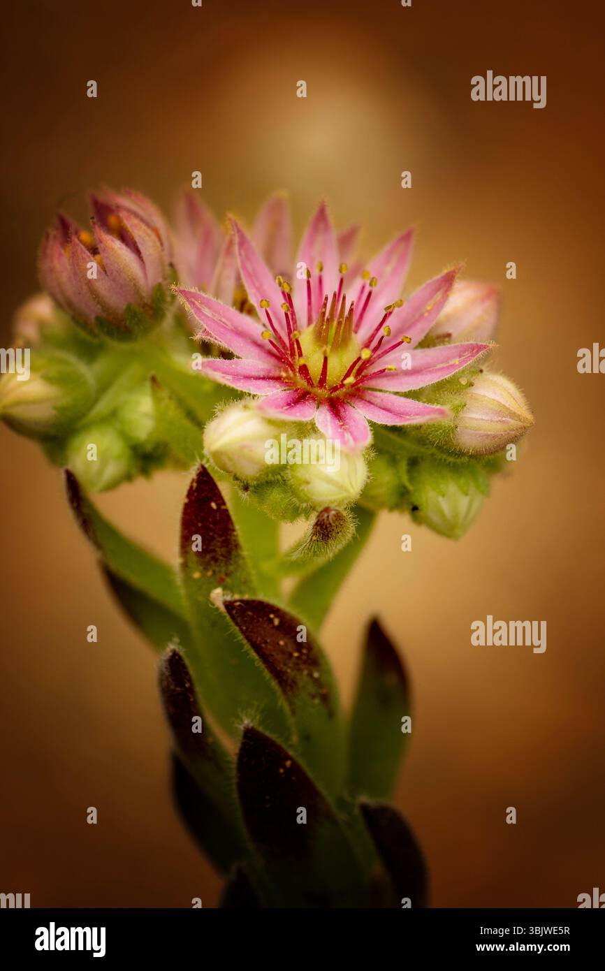 Ravvicinato naturale delle piante fiorite del glamour Sempervivum 'Compte de Congae', houseleek 'Compte de Congae'. colorazione, mistica, Foto Stock