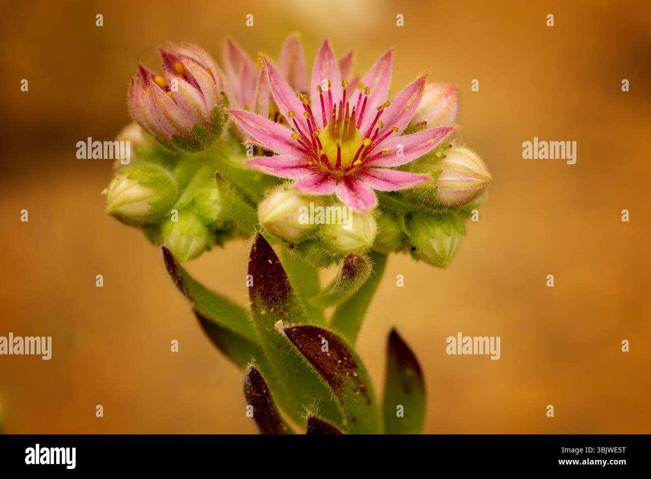 Ravvicinato naturale delle piante fiorite del glamour Sempervivum 'Compte de Congae', houseleek 'Compte de Congae'. colorazione, mistica, Foto Stock