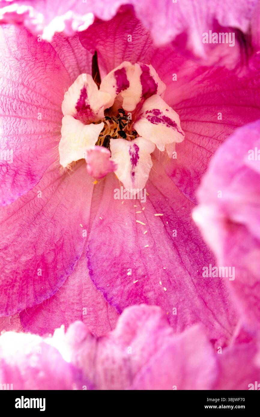 Deliziosa pianta naturale ravvicinata Delphinium Elatum Sweethearts (New Millennium Series), Delphinium Sweethearts, in piena fioritura. Foto Stock