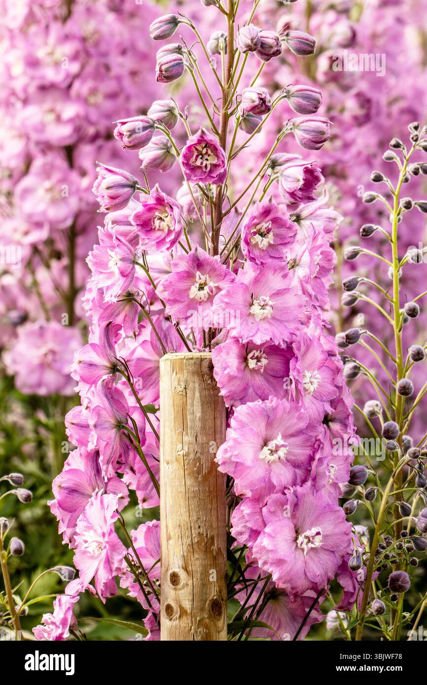 Deliziosa pianta naturale ravvicinata Delphinium Elatum Sweethearts (New Millennium Series), Delphinium Sweethearts, in piena fioritura. Foto Stock