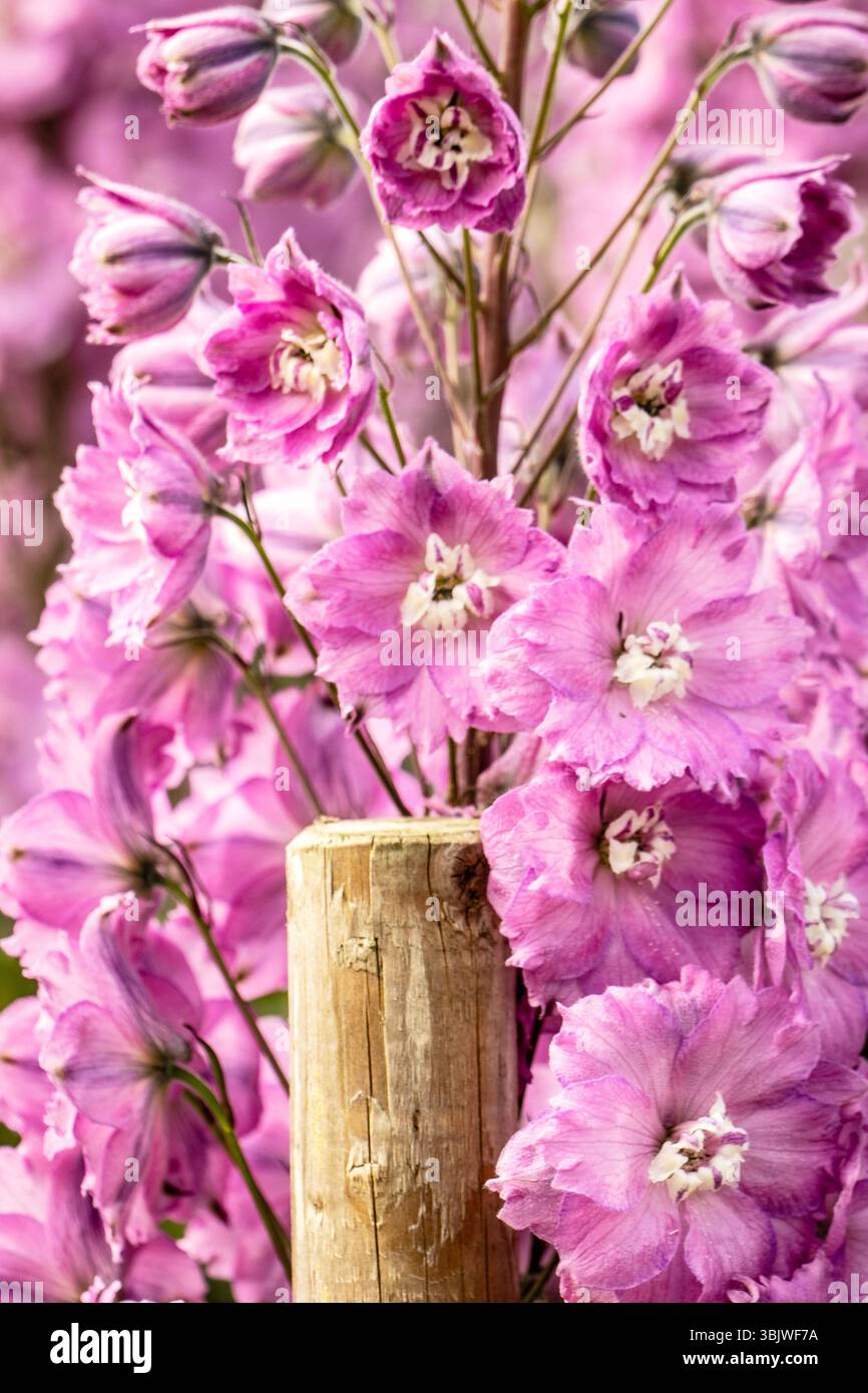 Deliziosa pianta naturale ravvicinata Delphinium Elatum Sweethearts (New Millennium Series), Delphinium Sweethearts, in piena fioritura. Foto Stock