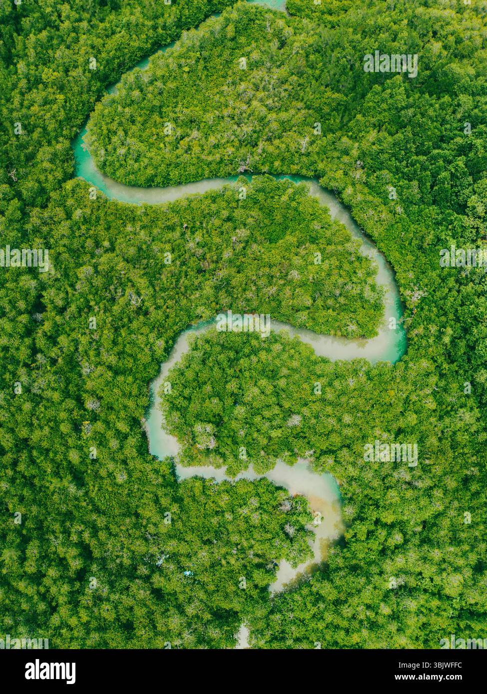 Un'incredibile vista aerea dall'alto verso il basso cattura la curva a serpentina di un fiume mareale che si snoda attraverso una fitta foresta di mangrovie Foto Stock