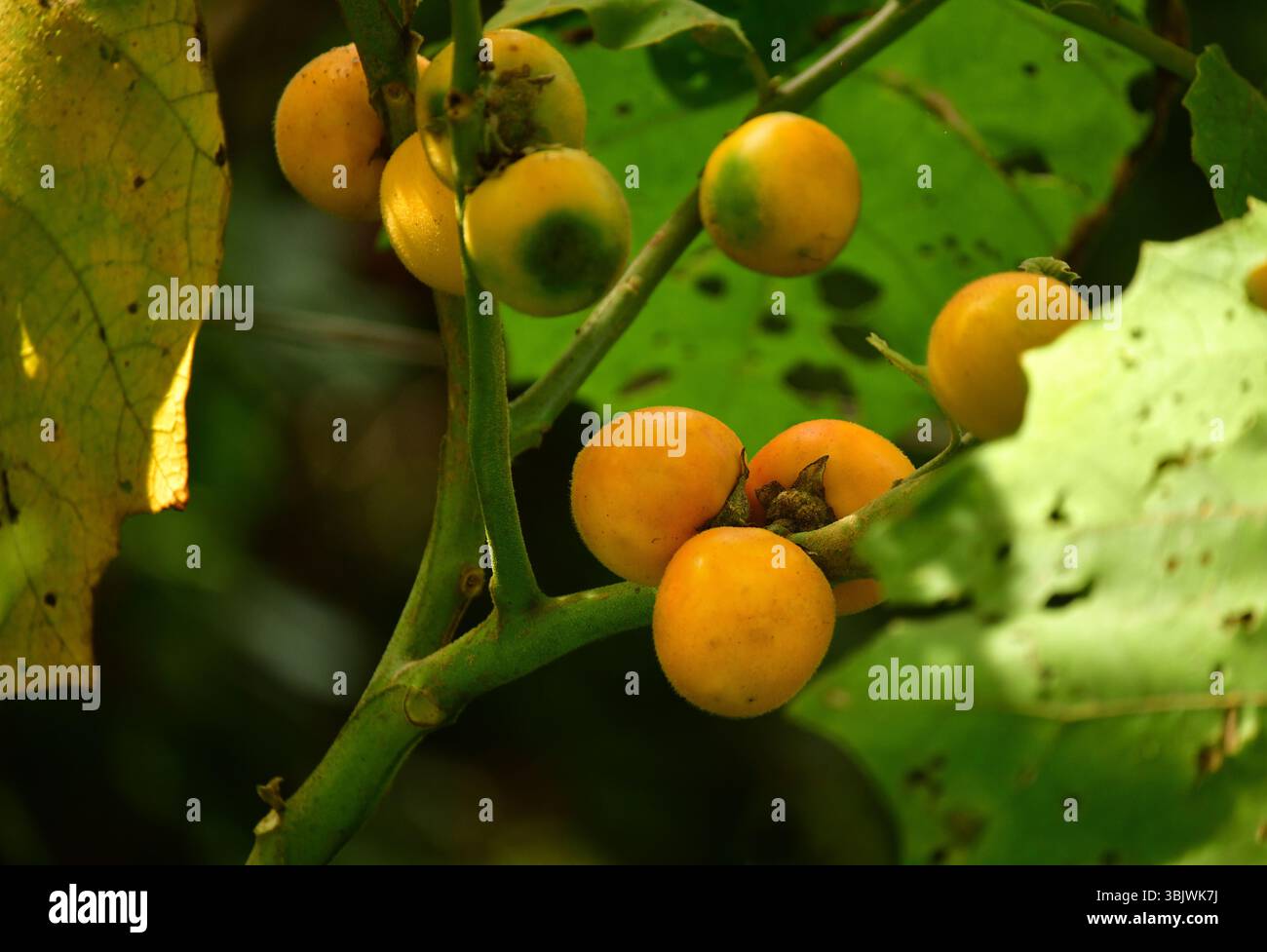 Pianta di Lulo o Naranjilla. Frutta esotica dal Sud America. Valle del Cauca, Colombia Foto Stock