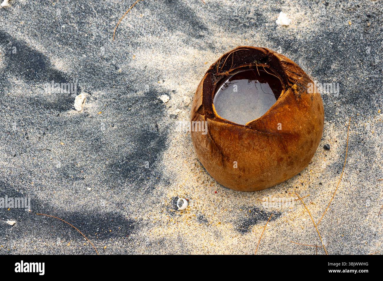 Grandi conchiglie di cocco, di colore marrone, si trovano su una spiaggia sabbiosa. Il guscio è vuoto e lui è intemprato e usurato. Concetto di nostalgia e connessione Foto Stock
