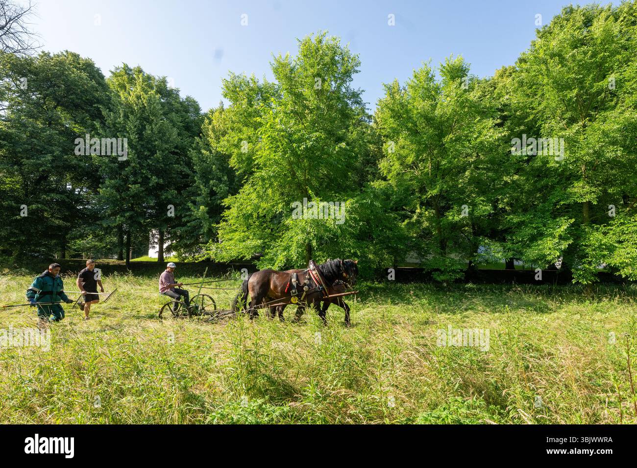 Pardubice, Repubblica Ceca. 17 giugno 2025. Un rasaerba trainato da cavalli taglia un prato in un biotopo di sub-chateau a Pardubice, Repubblica Ceca, il 17 giugno 2025. Crediti: Josef Vostarek/CTK Photo/Alamy Live News Foto Stock