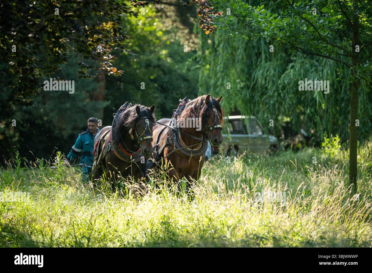 Pardubice, Repubblica Ceca. 17 giugno 2025. Un rasaerba trainato da cavalli taglia un prato in un biotopo di sub-chateau a Pardubice, Repubblica Ceca, il 17 giugno 2025. Crediti: Josef Vostarek/CTK Photo/Alamy Live News Foto Stock