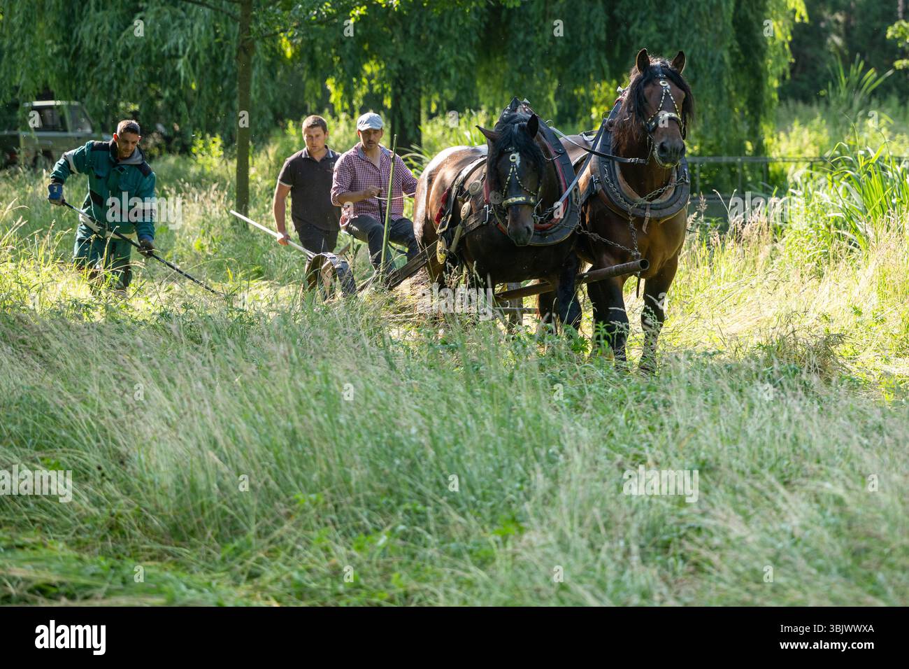 Pardubice, Repubblica Ceca. 17 giugno 2025. Un rasaerba trainato da cavalli taglia un prato in un biotopo di sub-chateau a Pardubice, Repubblica Ceca, il 17 giugno 2025. Crediti: Josef Vostarek/CTK Photo/Alamy Live News Foto Stock