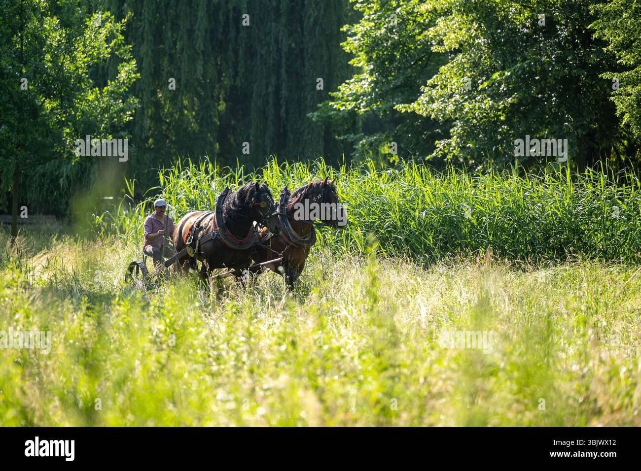 Pardubice, Repubblica Ceca. 17 giugno 2025. Un rasaerba trainato da cavalli taglia un prato in un biotopo di sub-chateau a Pardubice, Repubblica Ceca, il 17 giugno 2025. Crediti: Josef Vostarek/CTK Photo/Alamy Live News Foto Stock