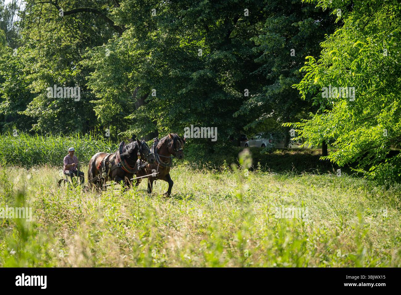 Pardubice, Repubblica Ceca. 17 giugno 2025. Un rasaerba trainato da cavalli taglia un prato in un biotopo di sub-chateau a Pardubice, Repubblica Ceca, il 17 giugno 2025. Crediti: Josef Vostarek/CTK Photo/Alamy Live News Foto Stock