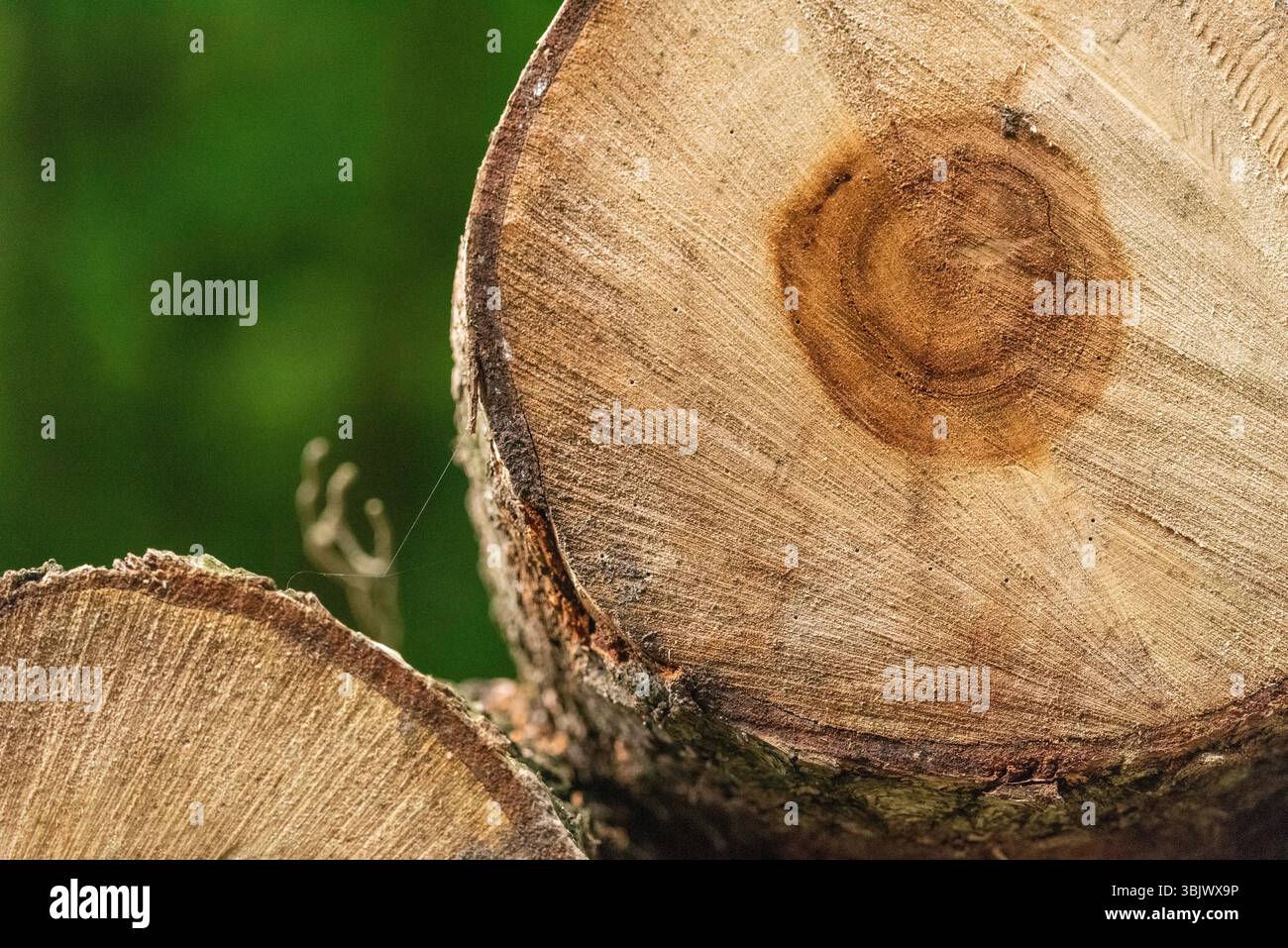 Un tronco di legno tagliato con una motosega, vista estiva Foto Stock
