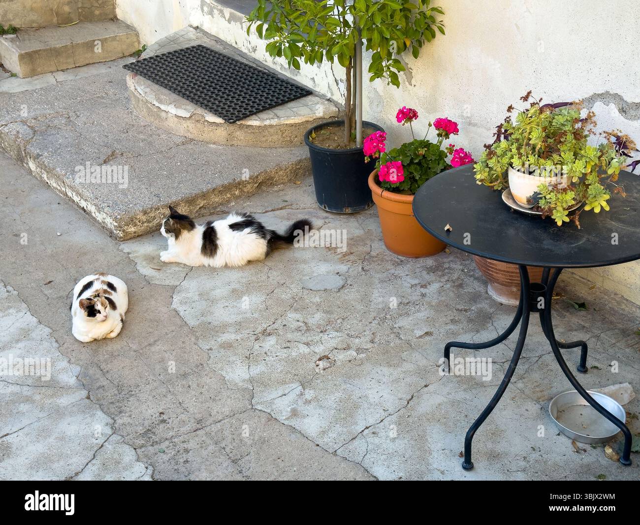 strada nella città vecchia con casa mediterranea con piante colorate e gatti in primavera Foto Stock