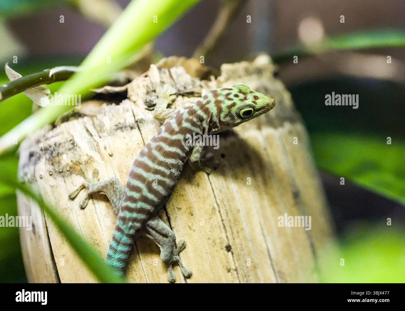 Ritratto di un geco con pelle verde marrone. Foto Stock