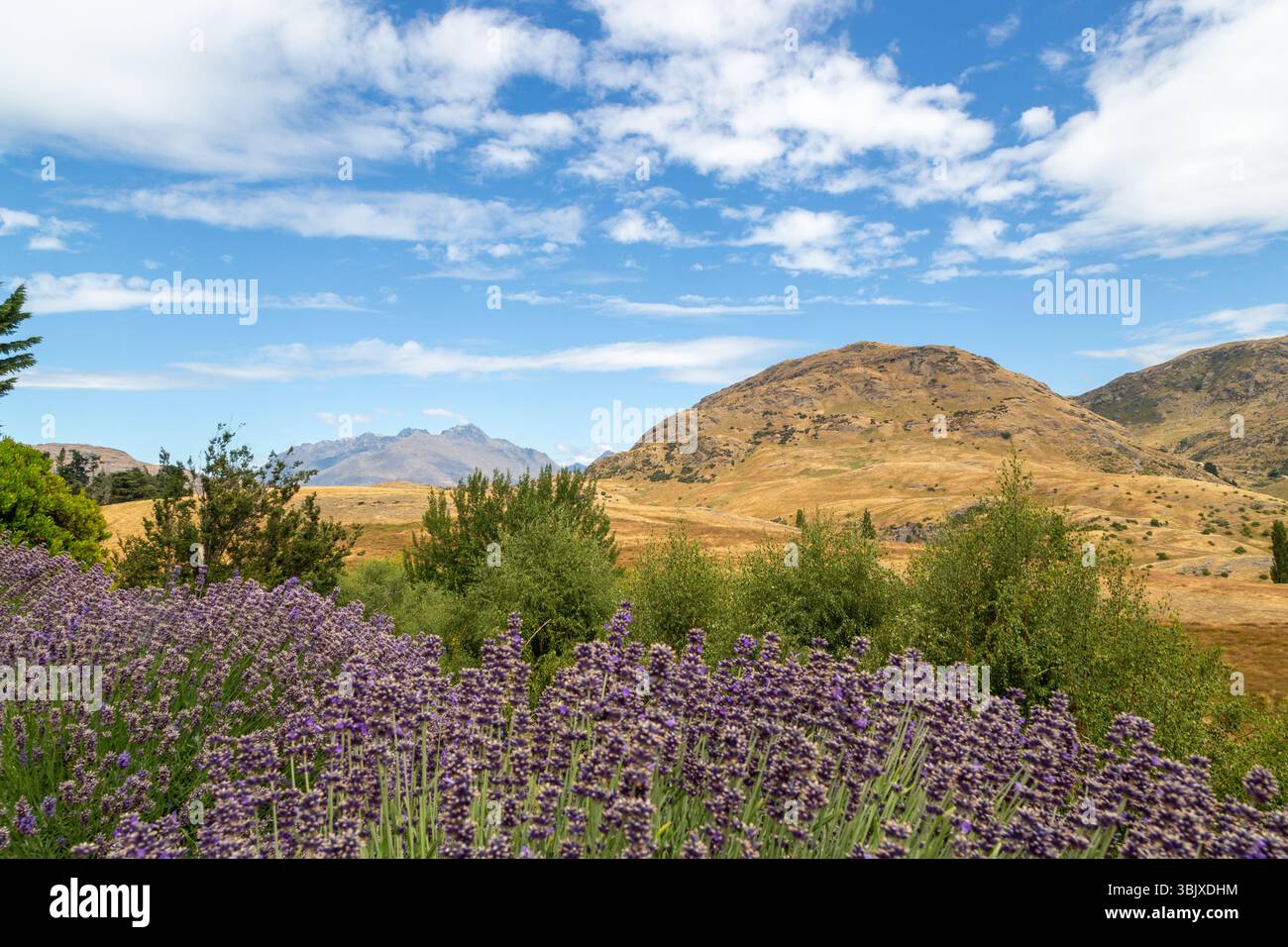 Piante di lavanda con montagne oltre, Queenstown, Otago, nuova Zelanda Foto Stock