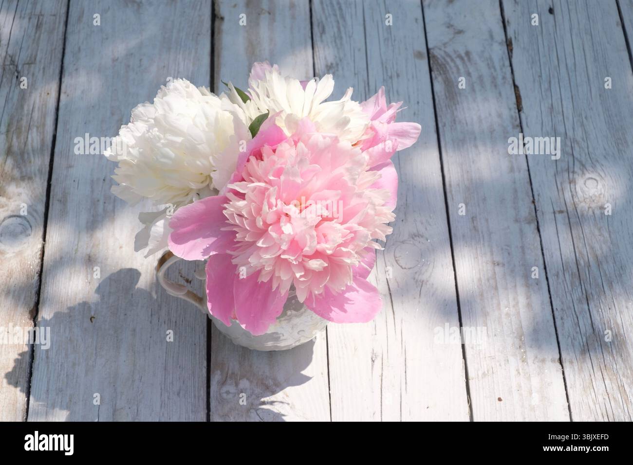 Peonie fresche rosa e bianche in una tazza vintage collocata su una superficie in legno intemprata con luce solare attenuata e ombre morbide. Foto Stock