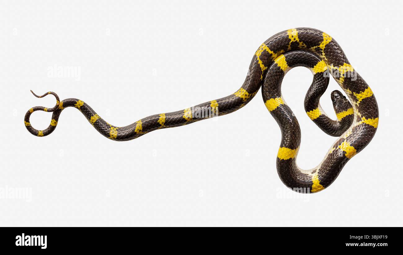 Vista ravvicinata del lycodon laoensis nero e giallo, noto anche come serpente lupo laotiano isolato su sfondo bianco Foto Stock