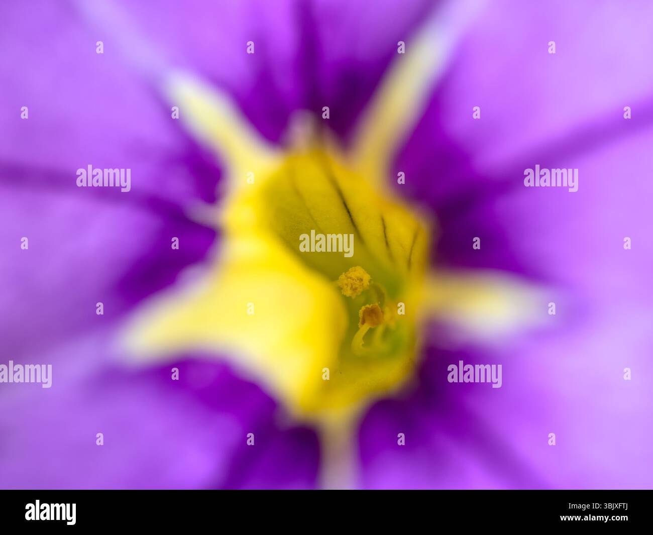 Una vista all'interno di un fiore viola-giallo. Macro. Foto Stock
