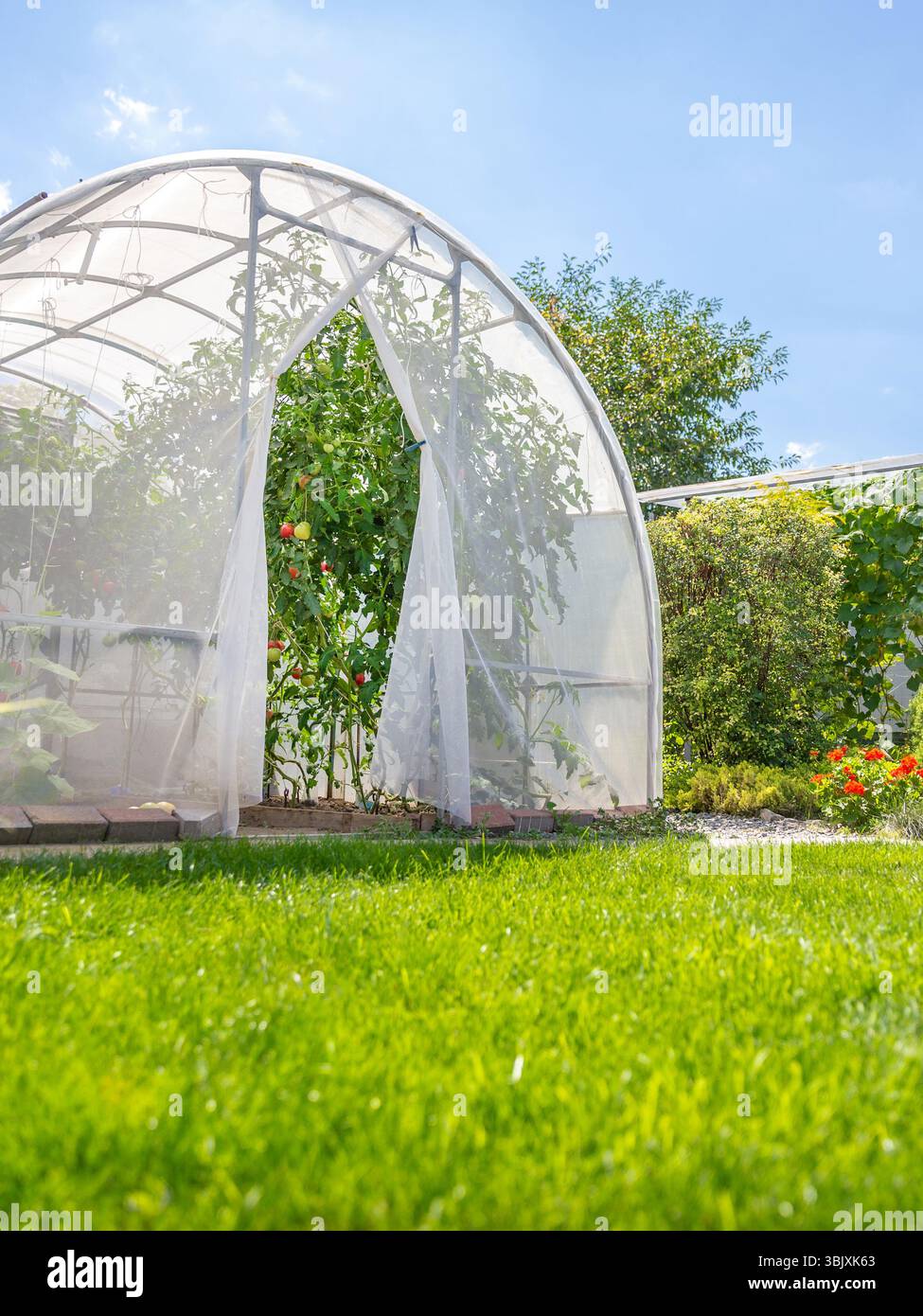 Casa calda con pomodori nel giardino privato della casa sul retro Foto Stock