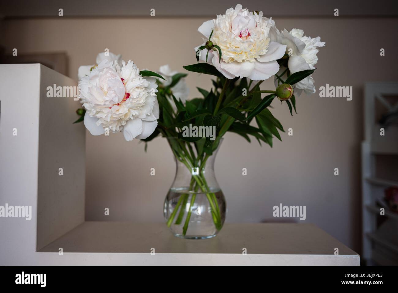 Peonie bianche presentate in un vaso chiaro che mostra eleganza e bellezza naturale Foto Stock