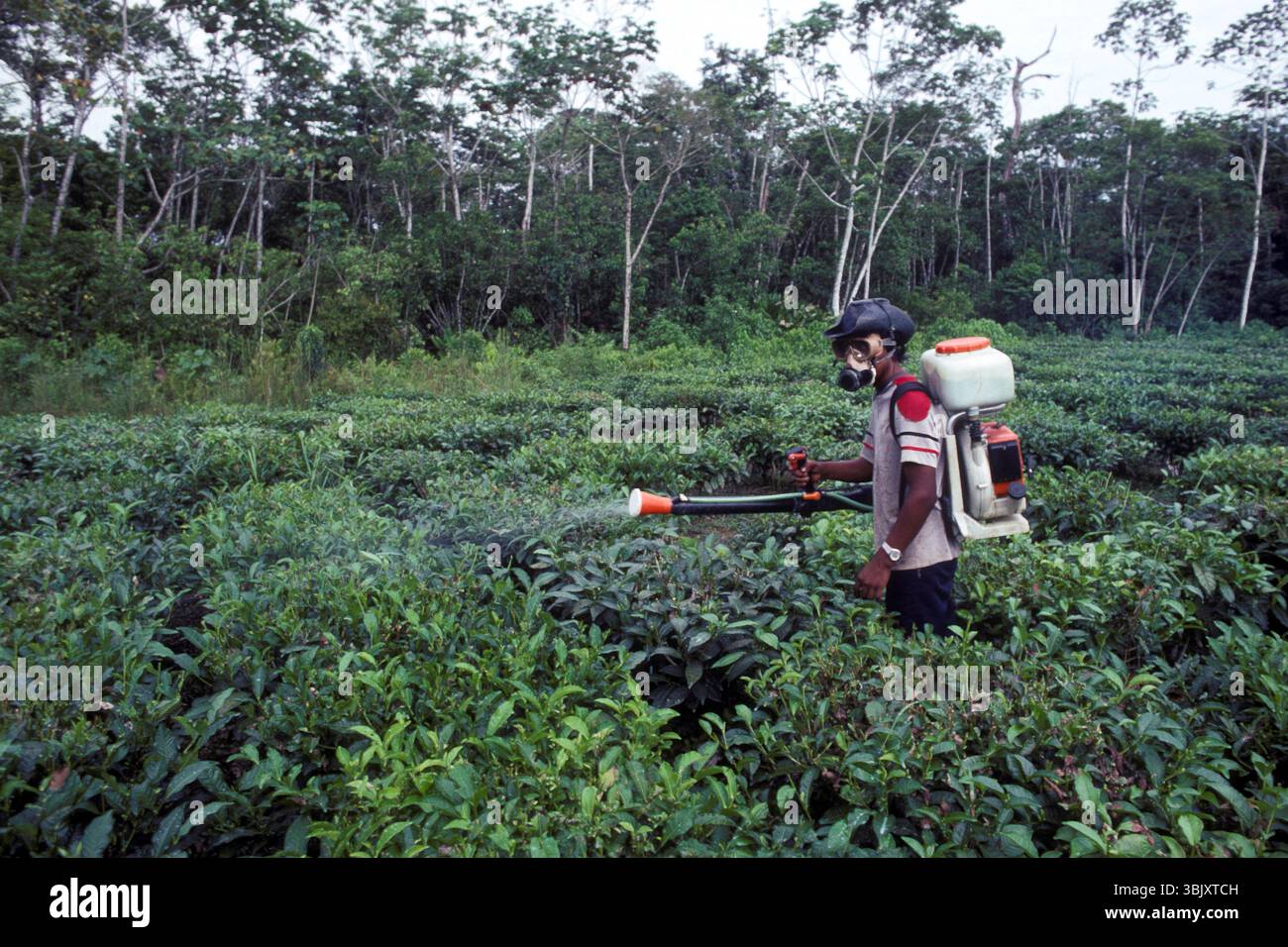 UNDP ha sostenuto il progetto di assistenza alla polizia antinarcotica, scopre piantagioni illegali di coca, vicino ai laboratori amazzonici di Chapare, Bolivia Foto Stock