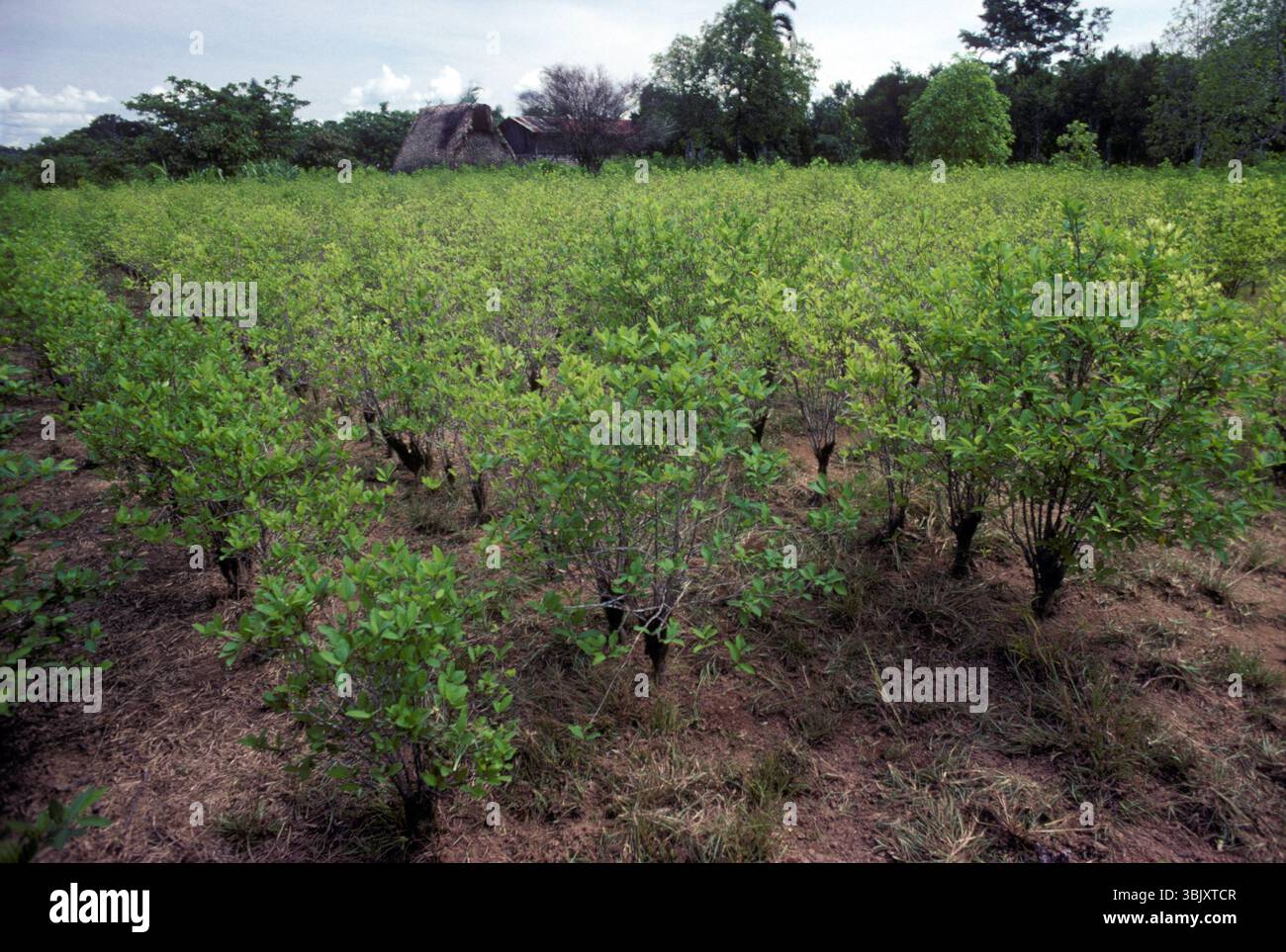UNDP ha sostenuto il progetto di assistenza alla polizia antinarcotica, scopre piantagioni illegali di coca, vicino ai laboratori amazzonici di Chapare, Bolivia Foto Stock