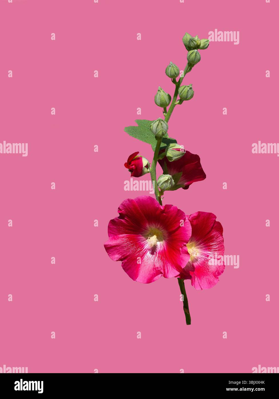 Isolare il fiore rosso malva su sfondo rosa Foto Stock