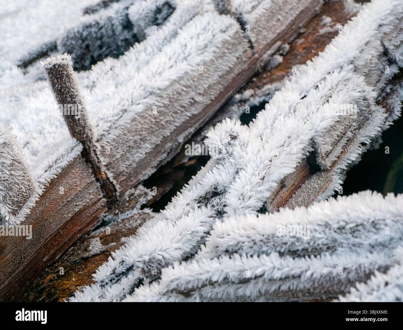 Gelo invernale bianco su vecchi tronchi. Concetto di gelo intenso. Foto Stock