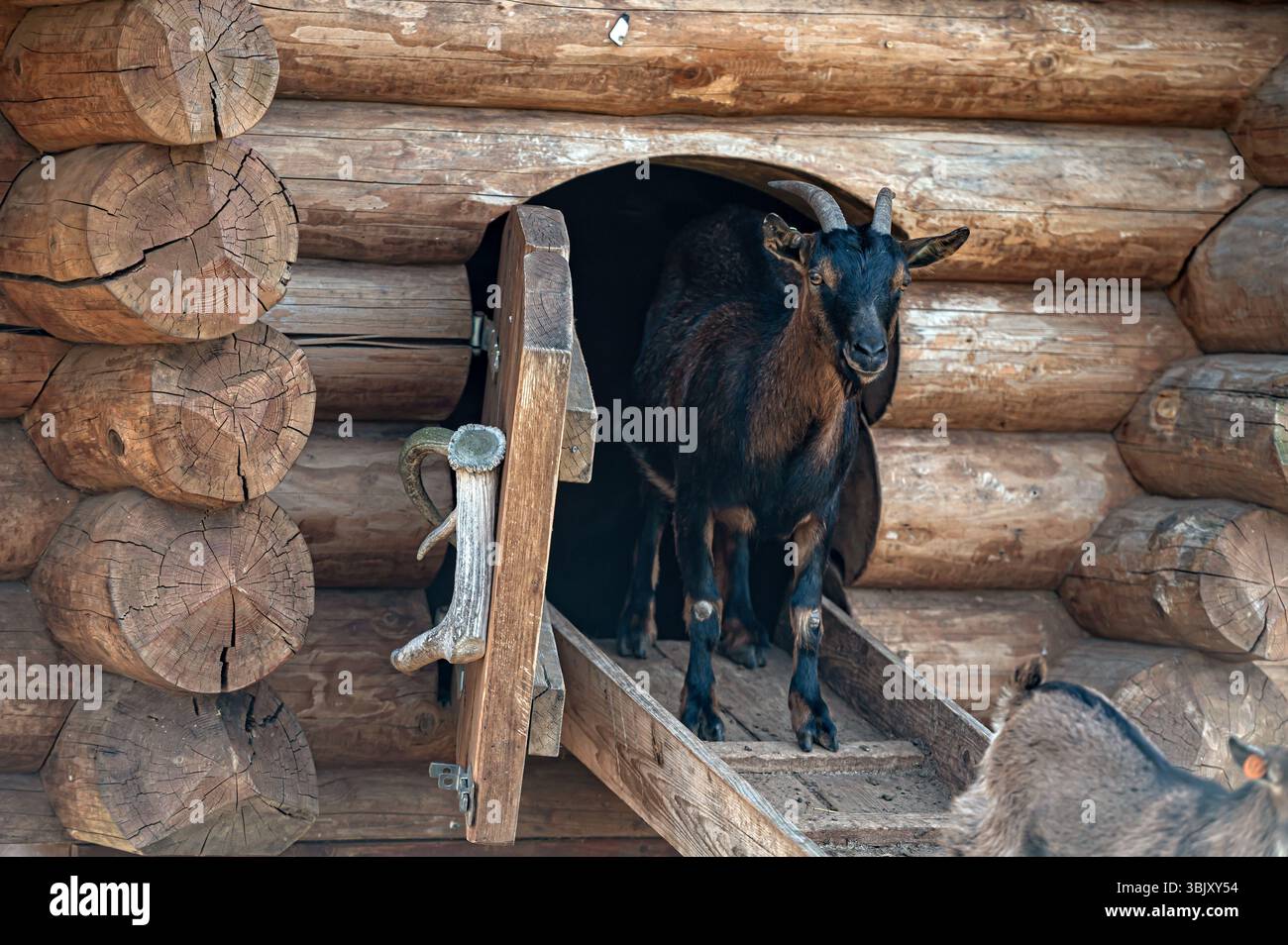 Una capra nera esce da un fienile di legno, godendosi il sole luminoso della campagna. Foto Stock