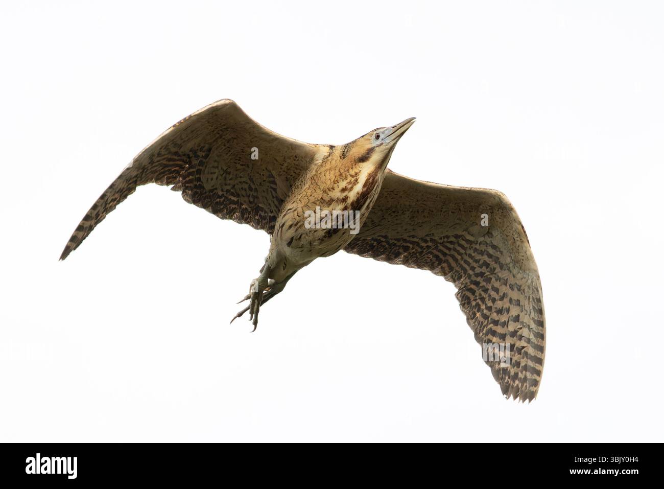 Bittern (Botaurus stellaris) Suffolk giugno 2025 Foto Stock