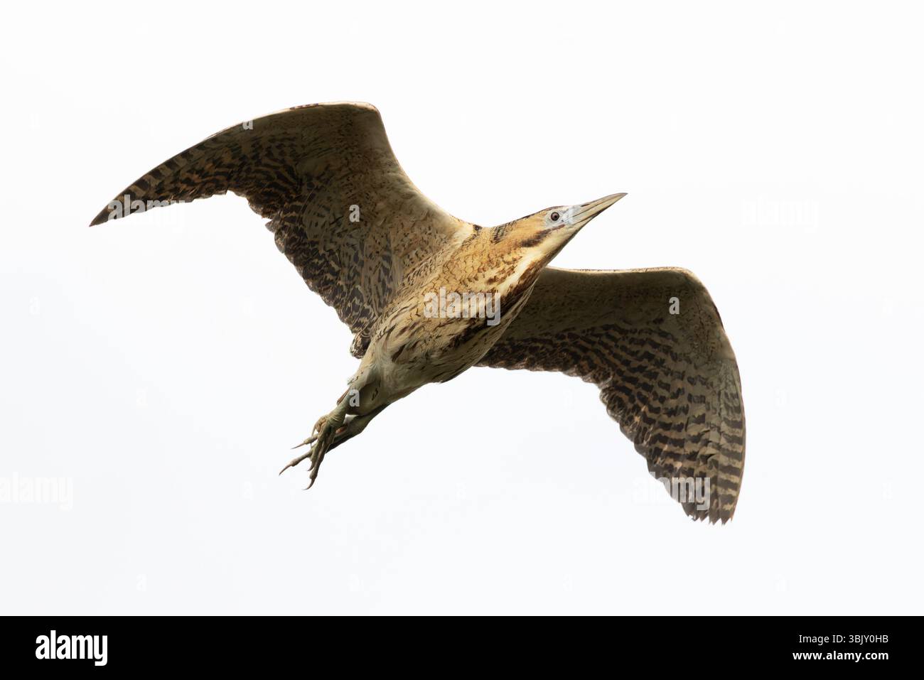 Bittern (Botaurus stellaris) Suffolk giugno 2025 Foto Stock